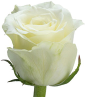 Роза Sherpa 90 см