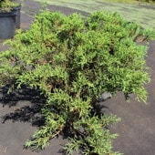 Можжевельник казацкий Tamariscifolia С3