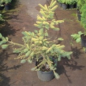 Ель обыкновенная Norrkoping (Picea abies) С3