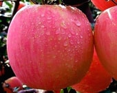 Яблоня Розовый налив (1 год)