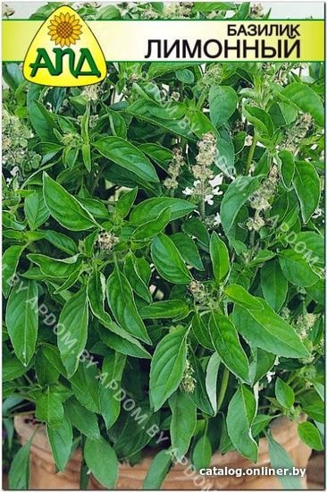 Лимонник Комнатный Купить Семена