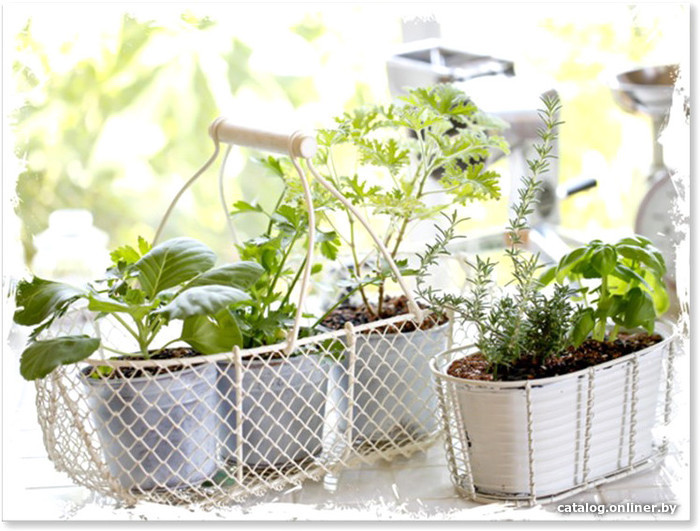 

Картина Orlix Green Herbs CA-01172 60x80 см