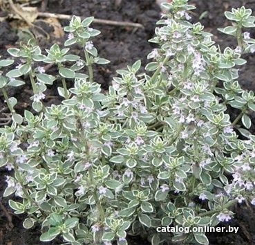 

Красный клен Тимьян лимоннопахнущий Silver Queen