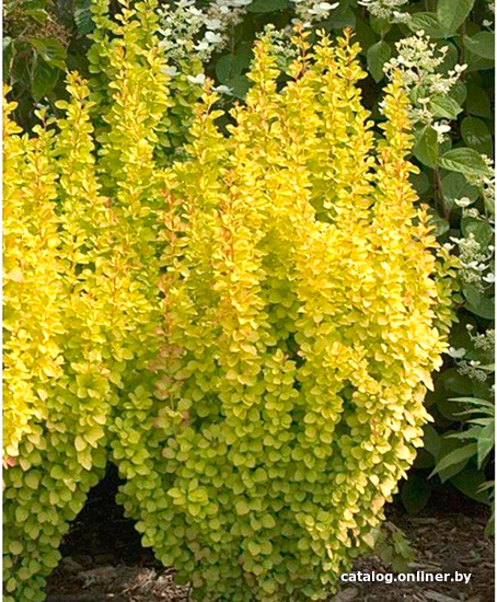 

Красный клен Барбарис Тунберга Golden Rocket (30-40см)