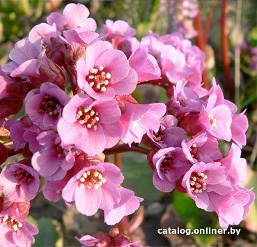 

Красный клен Бадан сердцелистный Purpurea