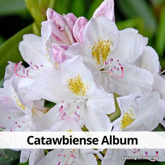 

Агромир Рододендрон Catawbiense Album в контейнере С2