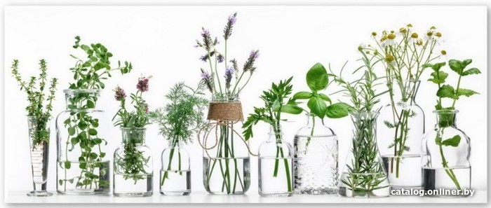 

Картина на стекле Orlix Herbs GL-01503 30x80