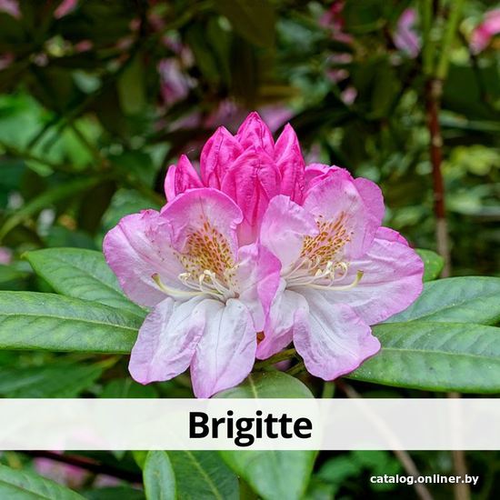 

Агромир Рододендрон Brigitte в контейнере Р7