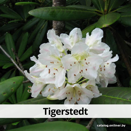

Агромир Рододендрон Tigerstedt в контейнере С2