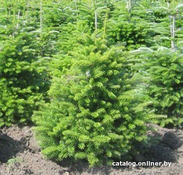 

Красный клен Пихта корейская (30-40 см)