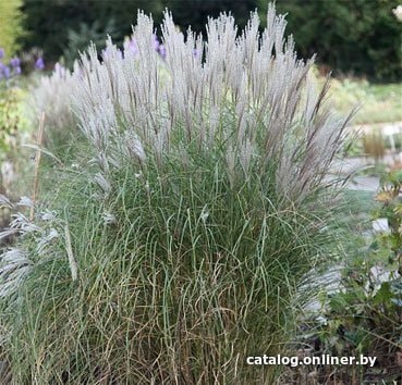 

Семена цветов Красный клен Мискантус китайский Kleine Silberspinne