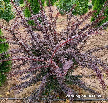 

Красный клен Барбарис Тунберга Atropurpurea