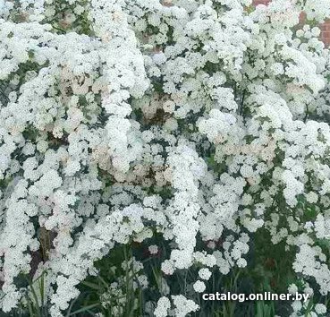 

Красный клен Спирея Вангутта (50-60 см)