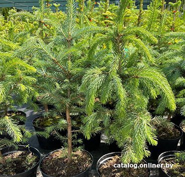 

Красный клен Ель колючая Glauca (50-60 см)