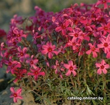 

Красный клен Флокс шиловидный Atropurpurea