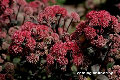 

Красный клен Очиток видный Red Cauli