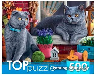 

Пазл Рыжий кот Британский кот и ромашки