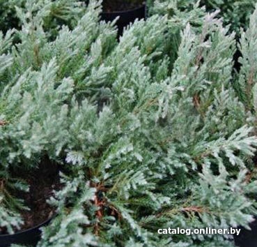 

Красный клен Можжевельник горизонтальный Grey Pearl (15-20 см)