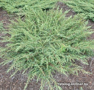 

Красный клен Можжевельник обыкновенный Green Carpet (10-15 см)