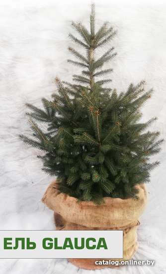 

Ель СЦ Огородик Glauca 80-100 см
