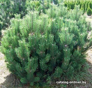 

Красный клен Сосна горная Mughus (20-30 см)