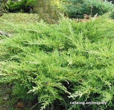

Красный клен Можжевельник казацкий Rockery Gem (15-20 см)