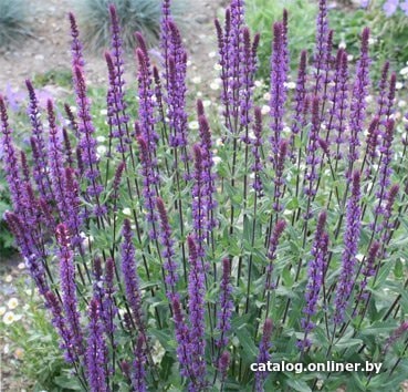 

Красный клен Шалфей Caradonna