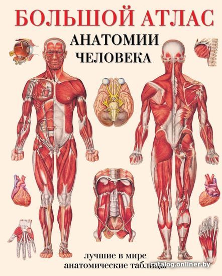 

АСТ. Большой атлас анатомии человека 9785170779093 (Махиянова Е.Б.)