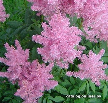 

Семена цветов Красный клен Астильба арендса Gloria Purpurea