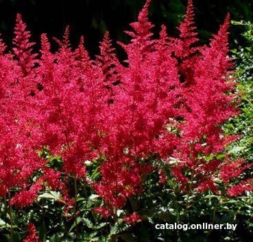 

Семена цветов Красный клен Астильба арендса Burgundy Red